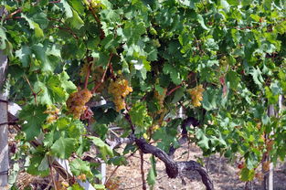 四川眉山柑橘苗紅橘:優(yōu)質(zhì)種苗培育與高產(chǎn)種植技術(shù)解析