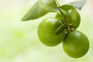 柑橘烏云飲品帶云朵:夢幻爆款創意云頂飲品新風尚