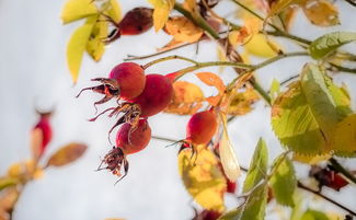 紅美人柑橘適合什么地方種?最佳種植區(qū)域與氣候條件解析