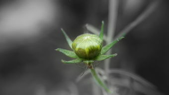 特早柑橘新品種優(yōu)質(zhì)早熟良種引種栽培技術(shù)解析