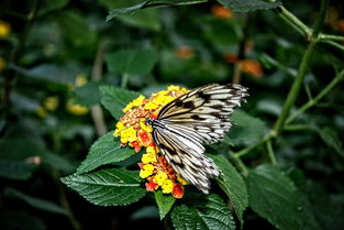 柑橘潛葉蛾發生有什么特點?解析其發生規律與綜合防治關鍵點