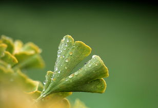 柑橘3月份發芽后打什么藥？關鍵期用藥指南與病蟲害防治詳解