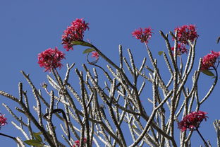 柑橘實生苗耐寒嗎?解析其耐寒能力與影響因素