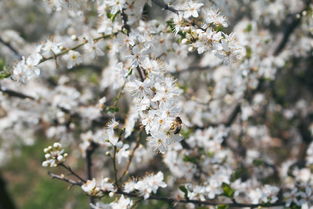 斯蜜柑橘品種特征解析：果實性狀、栽培優勢與適應性研究