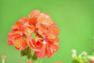 柑橘種類概述：全球主要品種及其栽培應用解析