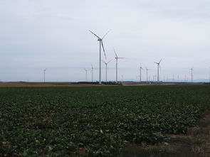 特早大分四號柑桔畝產提升技巧與高產栽培技術解析