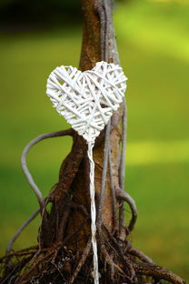 明日見柑橘裂果論壇:專家齊聚共商裂果防治技術與產業升級策略