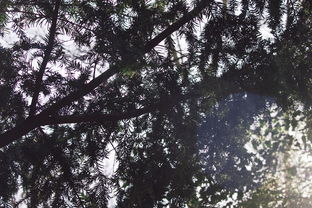 柑橘樹中毒有解藥嗎？揭秘植物毒素的救治方法與科學預防措施