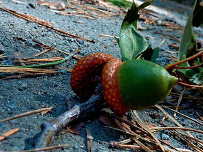 柑橘主要有什么品種？15個常見品種盤點(diǎn)及其產(chǎn)地分布與特點(diǎn)解析