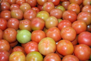 椪柑沃柑哪個好吃?果農揭秘兩大柑橘口感、甜度、營養全對比