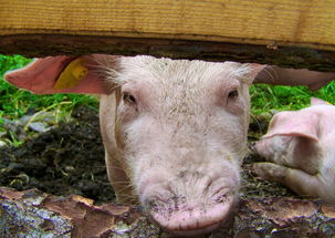 日南一號柑桔價格行情速遞及產地批發市場動態＂（共20字）