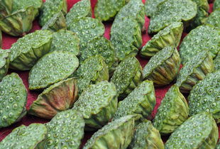 涪陵柑桔品種介紹：特色資源與栽培優(yōu)勢(shì)全解析