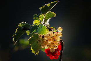柑橘6月份管理關鍵技術要點解析:夏季病蟲害防治與肥水調控