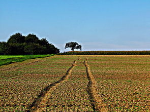 揭秘全球最大柑橘樹苗培育基地:優選品種與科學栽培全解析