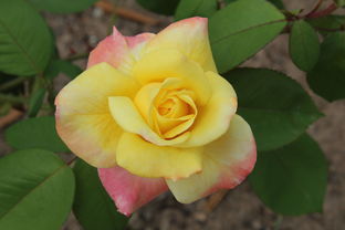 柑橘品種全解析:詳解各個(gè)品種特點(diǎn)及栽培要點(diǎn)