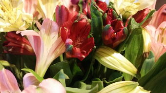 柑子什么時候成熟？揭秘不同品種成熟期與最佳采收時機