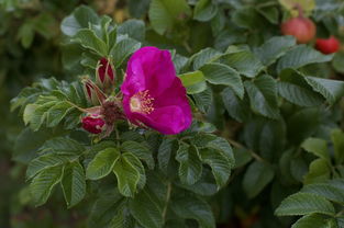 柑桔樹苗購買全攻略:品種選擇、價格對比與種植技巧指南