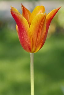 見春柑橘幾月成熟?四川地區成熟時間及采收特點解析