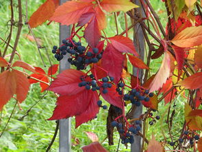 抗寒性強柑橘品種排名揭曉：十大耐寒果苗推薦與區域栽培指南