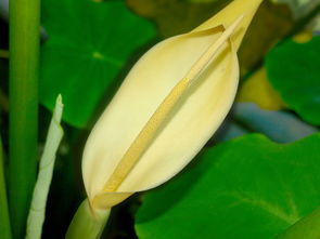 柑橘先有花還先有梢?揭秘果樹生長周期的關(guān)鍵奧秘