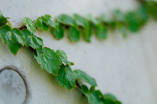 沃柑個(gè)頭多大(沃柑長(zhǎng)多高)