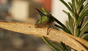 沃柑為什么容易壞(沃柑容易壞嗎)