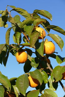 全國主要產區柑橘品類成熟季節時間線解析