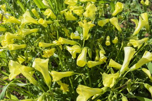 柑桔葉什么葉？常見種類辨識與形態(tài)特征解析