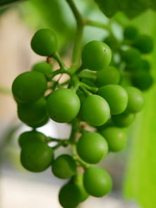 探秘金堂縣柑橘種植基地：沱江畔千畝示范園繪就生態(tài)農(nóng)業(yè)豐收?qǐng)D景