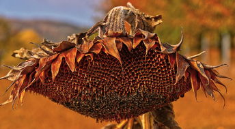 柑桔苗秋季嫁接技術要點與高效管理指南