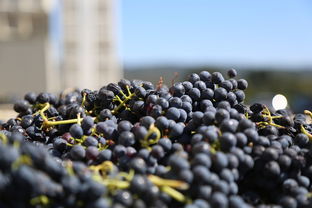 柑橘嫁接用什么砧木？技術(shù)要點(diǎn)與高效栽培方法解析