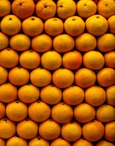 柑橘什么梢結(jié)果多?解析不同枝梢類型與果實產(chǎn)量的關(guān)鍵影響因素