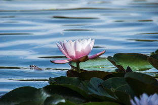 新會陳皮哪種柑橘？探秘核心原料與正宗制作工藝淵源