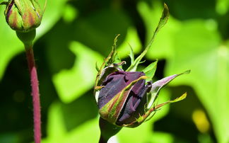 柑橘新品種早熟化渣高糖甜:突破性成果引領果業高質量發展