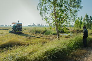 新平柑橘苗木基地：高原沃土育良種，鄉村振興示范園
