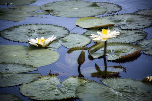 柑橘類主要特征的植物學(xué)解析與品種鑒別研究