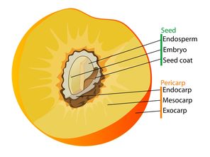 柑橘樹常見病害用藥指南:科學(xué)防治與藥劑選擇全解析