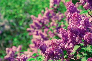 新會柑幾月開花?揭秘廣東新會柑開花期與種植管理關鍵