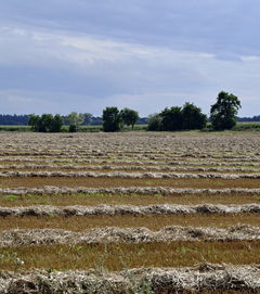 柑橘豐收節(jié)活動實施方案暨鄉(xiāng)村振興助農(nóng)增收主題策劃方案
