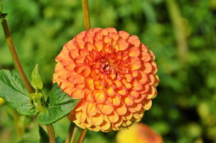 澳柑品種介紹：特色產地與栽培技術深度科普