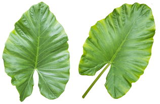 剛定植柑橘樹怎樣施農(nóng)家肥？科學(xué)步驟與注意事項助你高效施肥