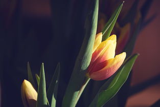 柑橘烏云要表達什么意思？——探析其深層隱喻與情感意象解析