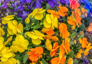 柑橘3月份打什么藥？春季病蟲害防治指南