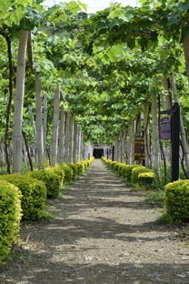 探尋四川紅柑橘基地在哪里：地址及交通路線解析