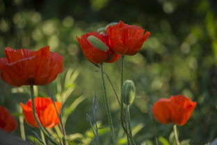四川紅美人柑橘苗基地有哪些？熱門產區與優質苗圃推薦