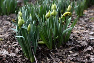柑橘什么枝輪生枝？解析輪生枝的生長特性與修剪技巧