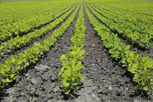 沃柑蘆柑哪個營養(沃柑是蘆柑嗎)