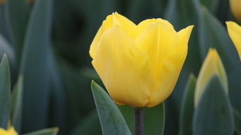 柑橘烏云＂表達什么意思？解析色彩意象背后的情緒隱喻