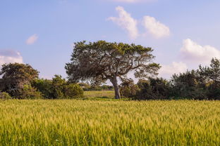 XX縣現代化千畝柑橘基地發展概況與產業特色簡介