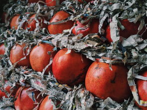 特早熟純甜無酸柑橘品種：高產優質栽培技術與市場前景解析